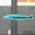 Blue Torpedo Goby.
