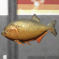 Red-Bellied Piranha.